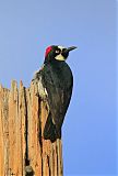 Acorn Woodpecker